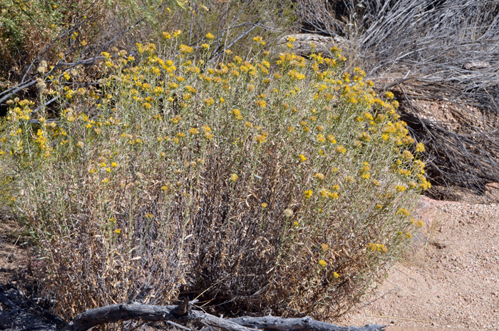 Alkali Goldenbush prefers elevations up to 4,000 feet (1,219 m) and various habitats, lower and upper deserts, Creosote Bush communities, saline or alkaline and gypsum soils, sandy, gravelly areas.  Isocoma acradenia